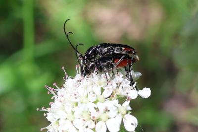 <i>Rutpela nigra</i>
