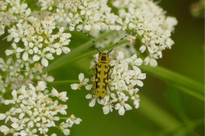 <i>Saperda scalaris</i>