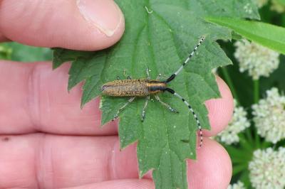<i>Agapanthia villosoviridescens</i>