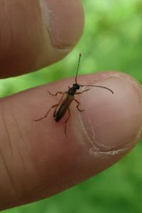 <i>Alosterna tabacicolor</i>