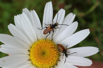 <i>Pseudovadonia livida</i>