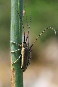<i>Agapanthia asphodeli</i>