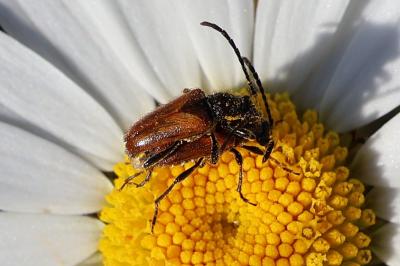 <i>Pseudovadonia livida</i>