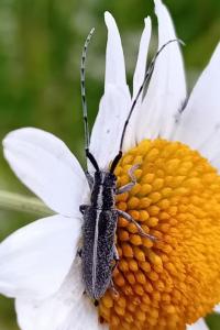 <i>Agapanthia cardui</i>