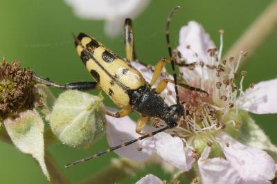 <i>Rutpela maculata</i>