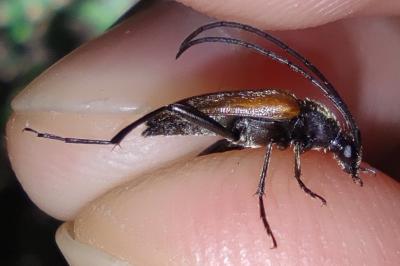 <i>Stenurella melanura</i>