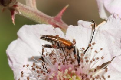 <i>Stenurella melanura</i>