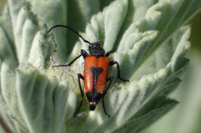 <i>Stictoleptura cordigera</i>