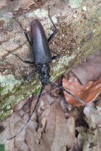 <i>Cerambyx cerdo</i>