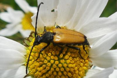 <i>Stictoleptura fulva</i>