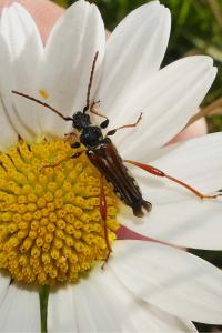 <i>Stenopterus rufus</i>