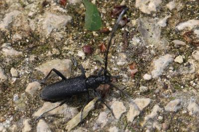 <i>Cerambyx scopolii</i>