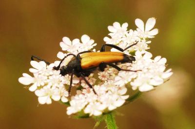 <i>Stictoleptura fulva</i>