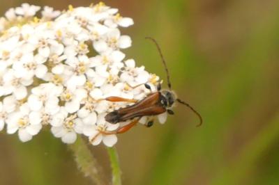 <i>Stenopterus rufus</i>