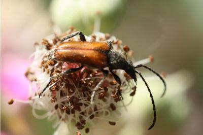 <i>Pseudovadonia livida</i>