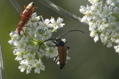 <i>Stictoleptura fulva</i>