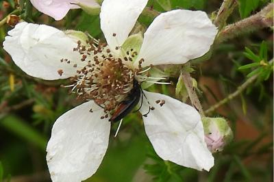 <i>Rutpela nigra</i>