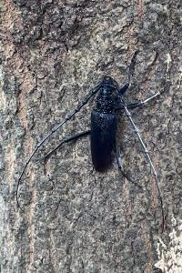 <i>Cerambyx cerdo</i>