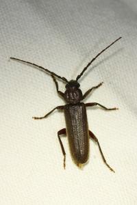 <i>Arhopalus rusticus</i>