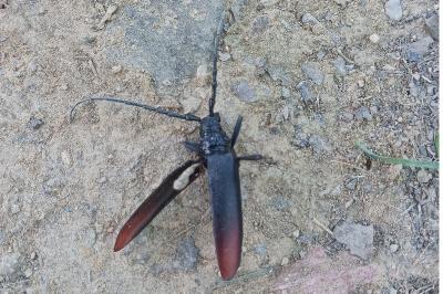 <i>Cerambyx cerdo</i>