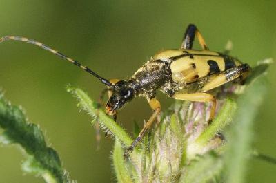 <i>Rutpela maculata</i>