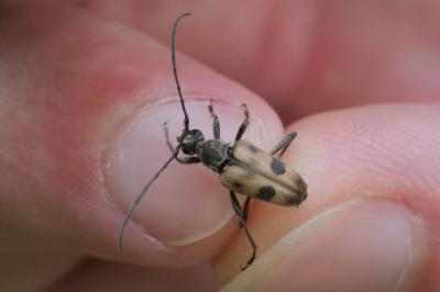 <i>Pachytodes cerambyciformis</i>