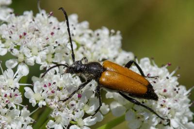 <i>Stictoleptura fulva</i>