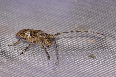 <i>Mesosa nebulosa</i>