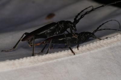 <i>Cerambyx cerdo</i>