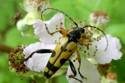 <i>Rutpela maculata</i>