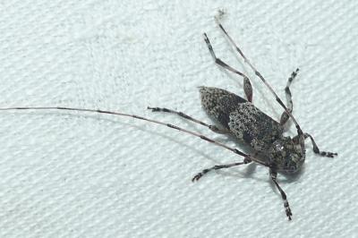 <i>Acanthocinus griseus</i>