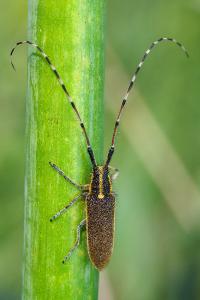 <i>Agapanthia asphodeli</i>
