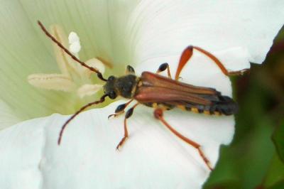 <i>Stenopterus rufus</i>