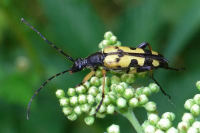 <i>Rutpela maculata</i>