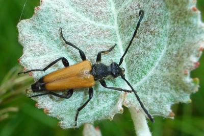 <i>Stictoleptura fulva</i>