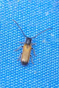 <i>Tetrops praeustus</i>