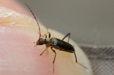 <i>Grammoptera ruficornis</i>