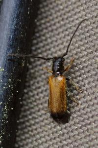 <i>Tetrops praeustus</i>