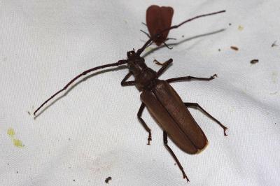 <i>Aegosoma scabricorne</i>