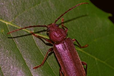 <i>Arhopalus rusticus</i>