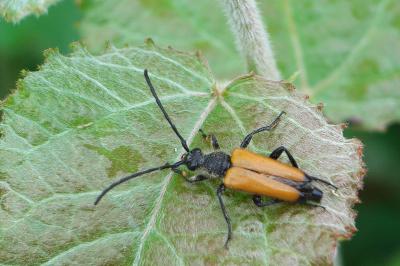 <i>Stictoleptura fulva</i>