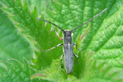 <i>Phytoecia cylindrica</i>