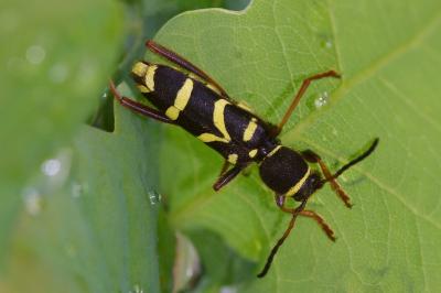 <i>Clytus arietis</i>