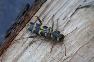 <i>Xylotrechus arvicola</i>