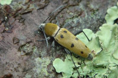 <i>Chlorophorus glabromaculatus</i>