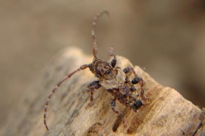 <i>Pogonocherus hispidus</i>