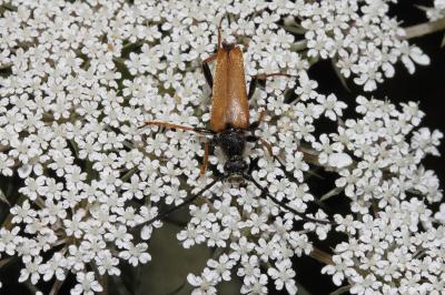 <i>Stictoleptura rubra</i>