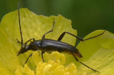 <i>Rutpela nigra</i>