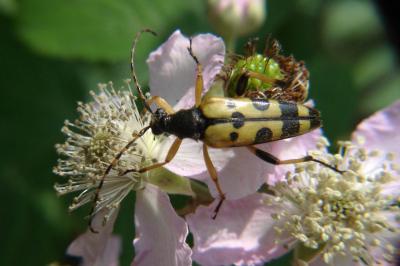 <i>Rutpela maculata</i>