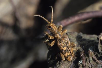 <i>Rhagium sycophanta</i>